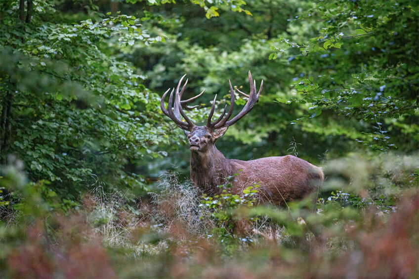 2017-Cuirasso salamandre 289 dossier cerf