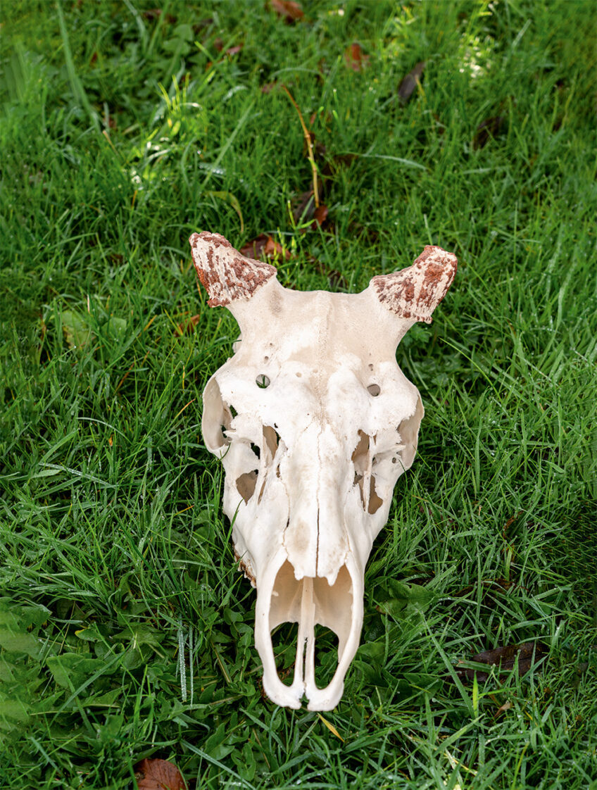 2018-2-Cuirasso salamandre 289 dossier cerf