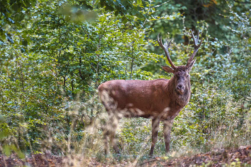 2018-Cuirasso salamandre 289 dossier cerf