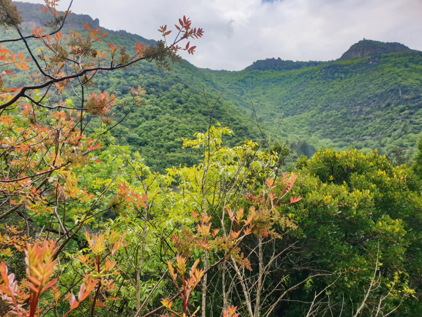 Salamandre Junior minute nature posséder pour mieux libérer