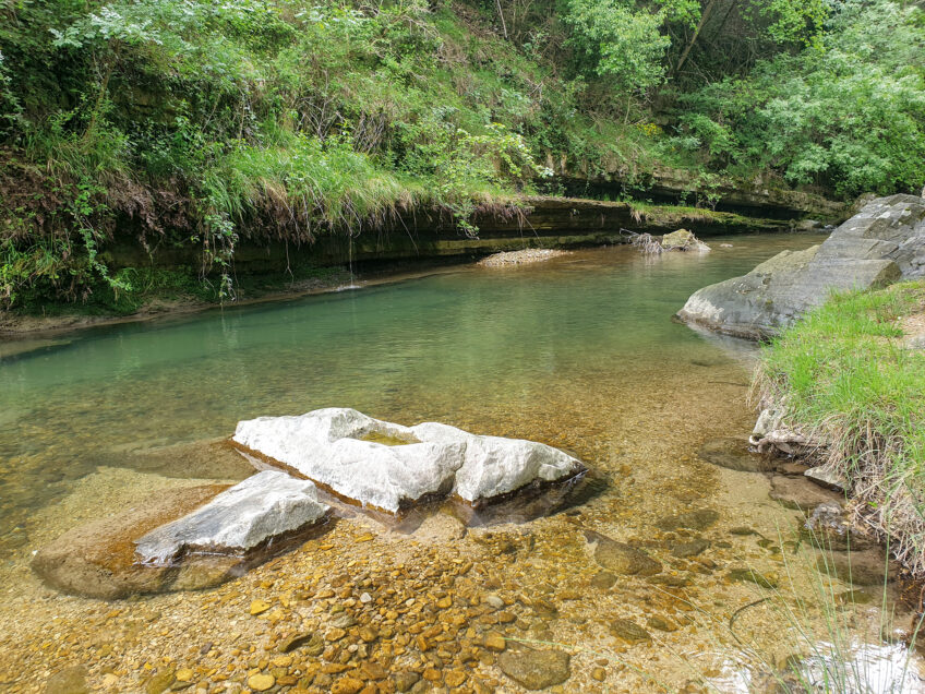 Salamandre Junior minute nature posséder pour mieux libérer