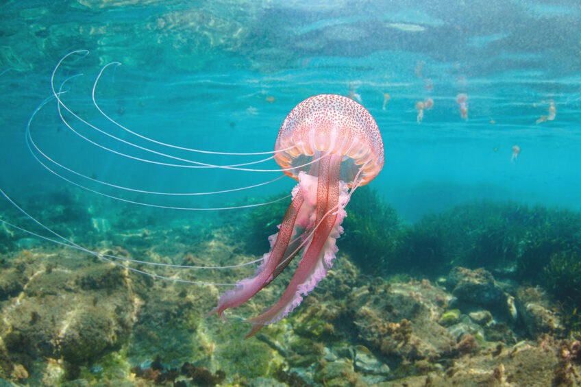 Salamandre 289 méduses