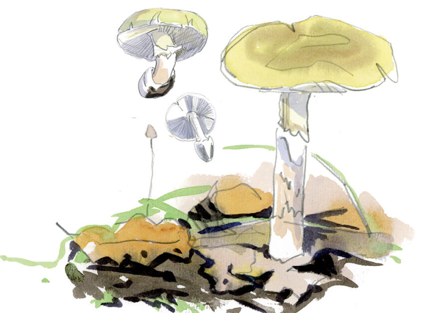 Amanite champignons salamandre 289