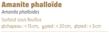 Amanite phalloide salamandre 289