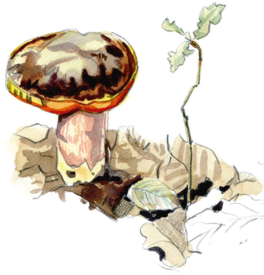 Bolet Champignons olivier Loir Salamandre 289