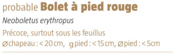 Bolet a pied rouge salamandre 289