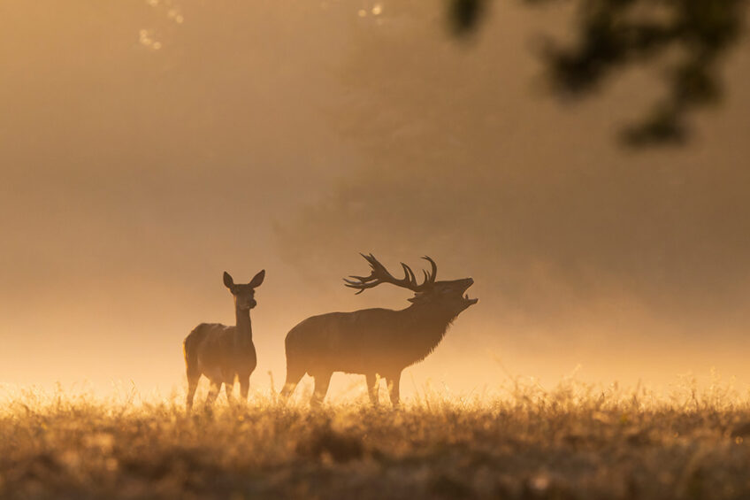Brame-cerf-Fabrice CAHEZ-revue salamandre 289