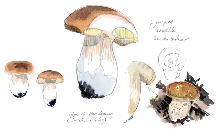 Cepes champignons salamandre 289