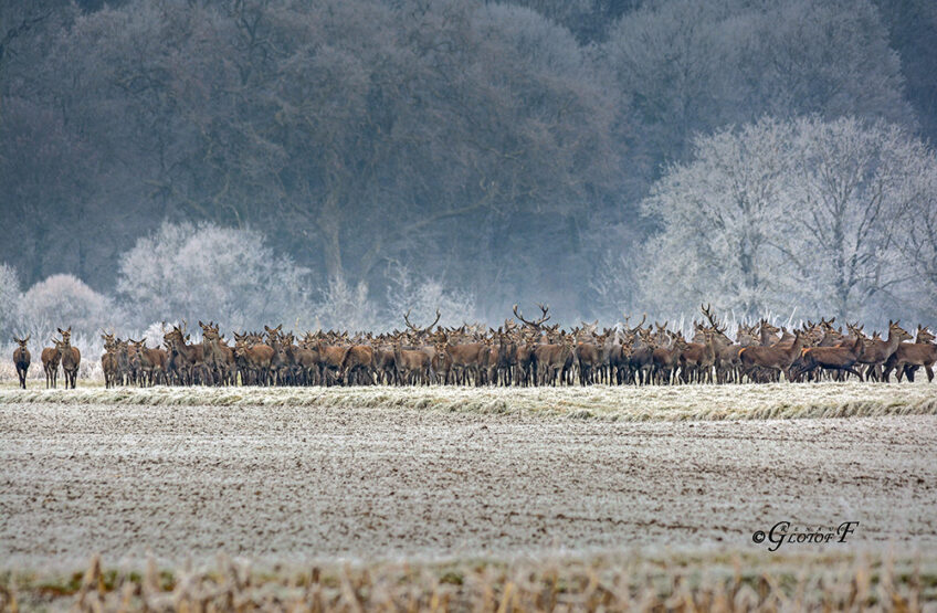 Cerfs dossier entre chiens et loups revue salamandre 289