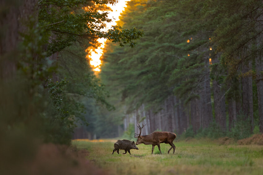 salamandre 289 cerf entre chiens et loups Cervus - Teddy & Didier BRACARD (11)_CMYK