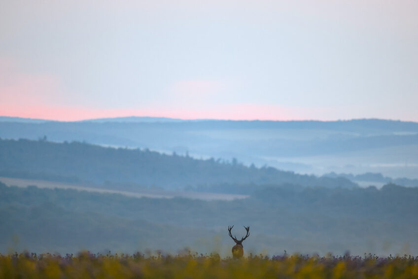 Cervus - Teddy et Didier BRACARD (5)