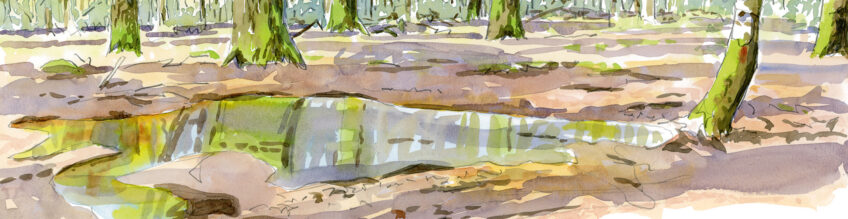 Champignons Olivier Loir_Salamandre 289