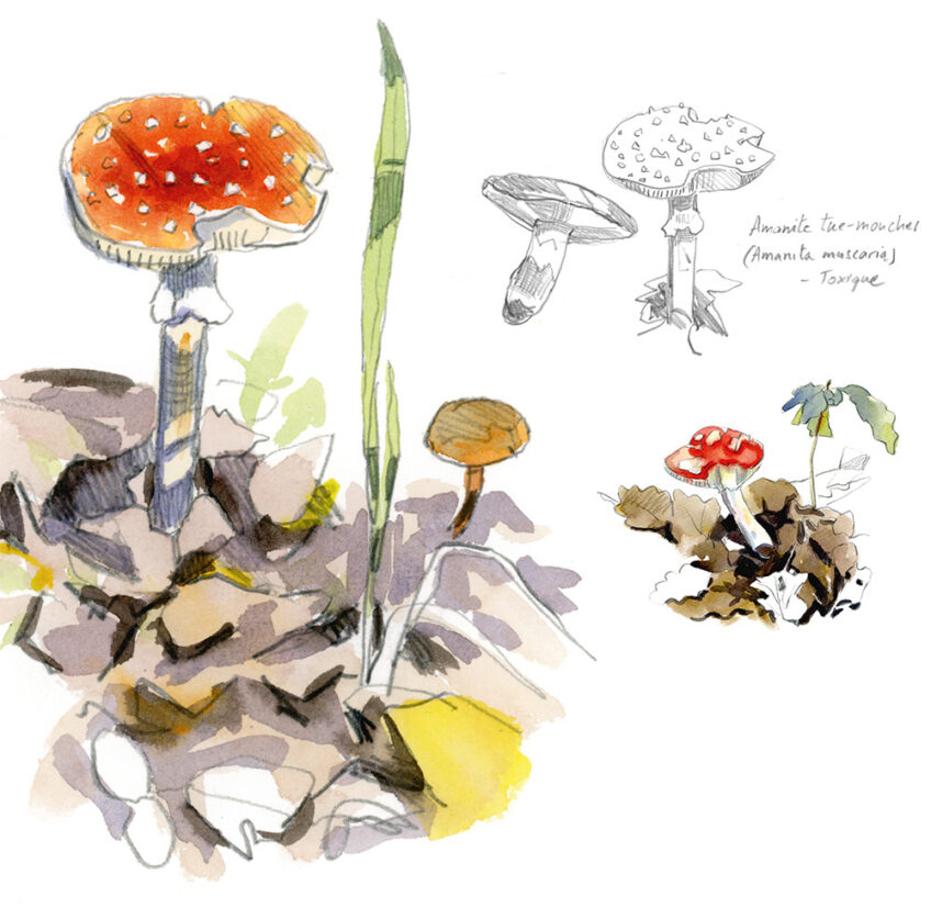 Champignons amanite tue mouches salamandre 289