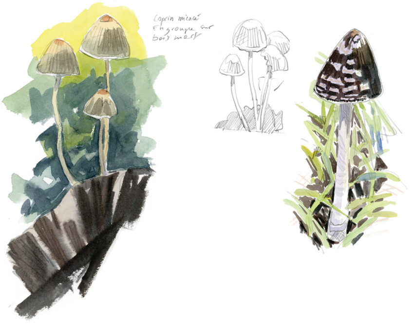 Champignons coprin salamandre 289