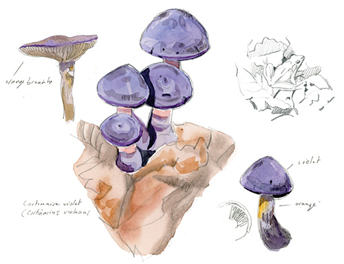 Champignons cortinaire violet olivier Loir Salamandre 289