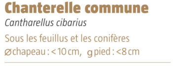 Chanterelle commune salamandre 289