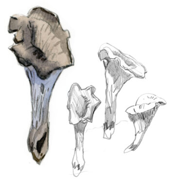 Trompettes Champignons olivier Loir Salamandre 289-2