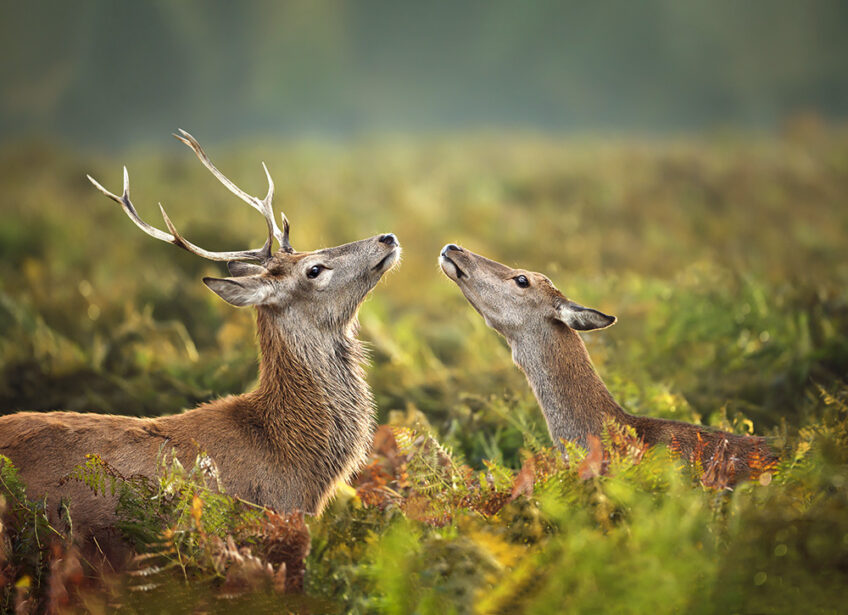 Cors et brame dossier cerf revue salamandre 289