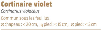 Cortinaire violet