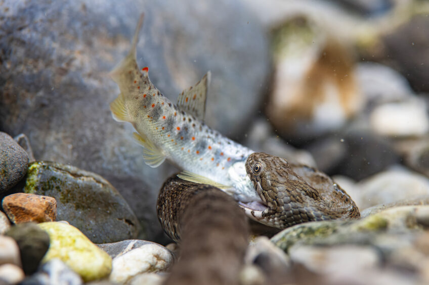 Couleuvre avec une truite fario Sébastien Barrio