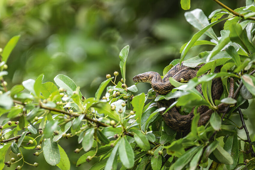 Couleuvre vipérine dans la végétation riveraine sebastien barrio salamandre 289