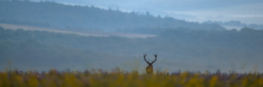 Dossier cerf - Teddy et Didier BRACARD