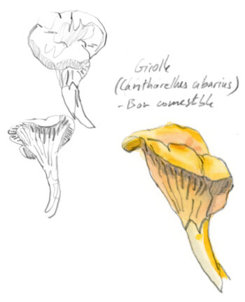 Girolles Champignons olivier Loir Salamandre 289-2