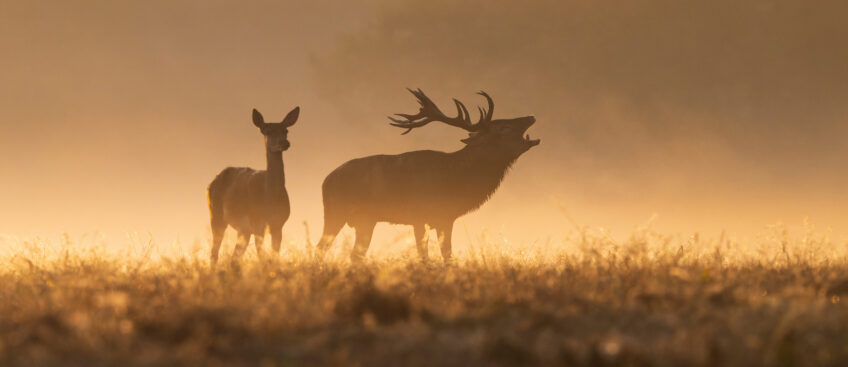 Brame-cerf-Fabrice CAHEZ-revue salamandre 289