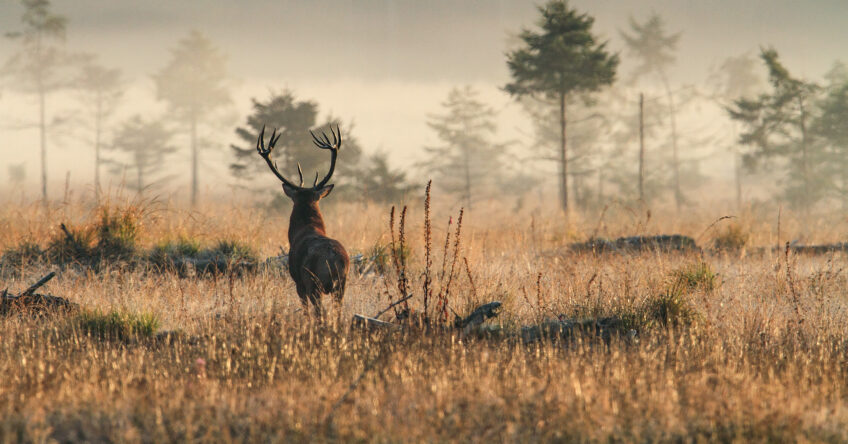 Cuirasso salamandre 289 dossier cerf
