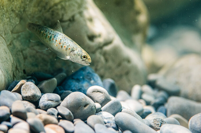 Jeune truite fario dans son habitat naturel sebastien barrio salamandre 289