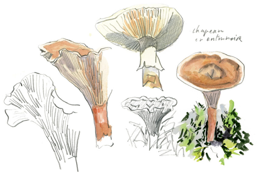 Laccaire 1 Champignons Salamandre 289