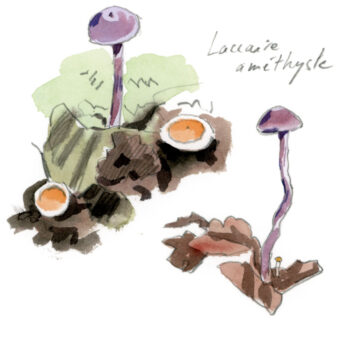 Laccaire 2 Champignons Salamandre 289