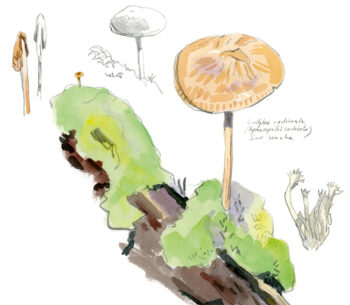 Champignons Salamandre 289