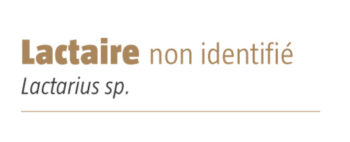 Lactaire non identifié salamandre 289