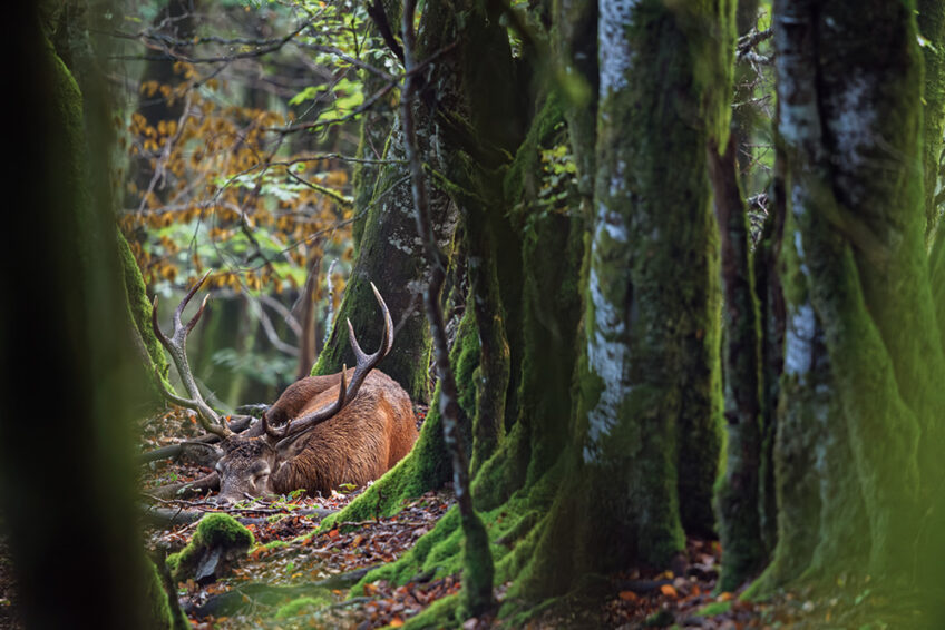 ©Pappalardo_Clément_biches dossier cerf revue salamandre 289 entre chiens et loups