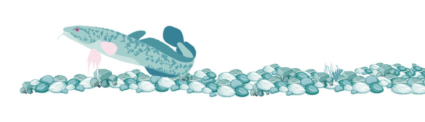 Poissons en eaux troubles revue salamandre 289 infographie