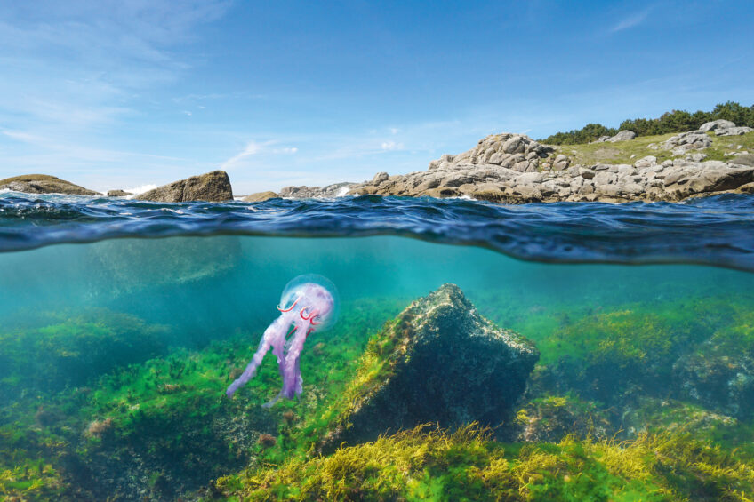 Revue salamandre 289 -598143206_Meduse