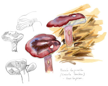 Russule des pins champignons salamandre 289