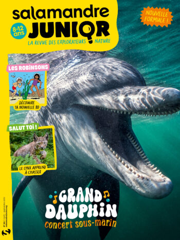 Salamandre Junior 161 Grand Dauphin concert sous-marin