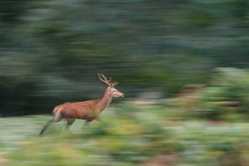 Théo Tzélépoglou_entre chiens et loups revue salamandre 289