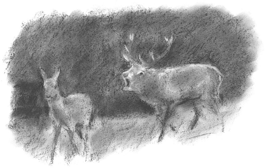 Une nuit avec les cerfs - Revue Salamandre 289 chevallier