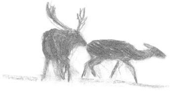 Une nuit avec les cerfs - Revue Salamandre 289Jchevallier11