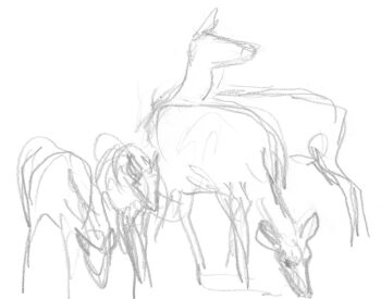 Une nuit avec les cerfs - Revue Salamandre 289Jchevallier13-2