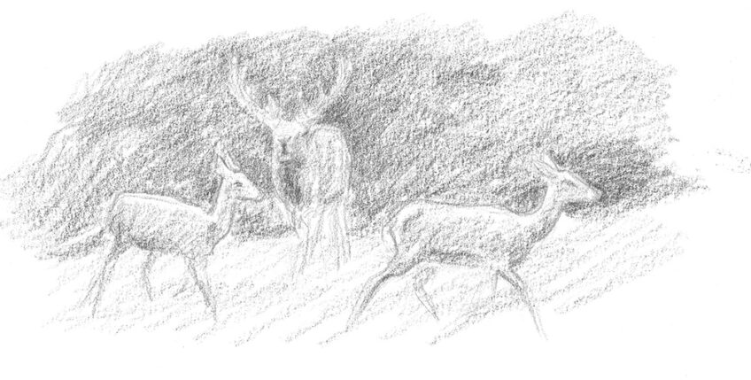 Une nuit avec les cerfs - Revue Salamandre 289Jchevallier