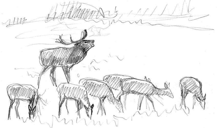 Une nuit avec les cerfs - Revue Salamandre 289Jchevallier3