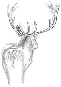 Une nuit avec les cerfs - Revue Salamandre 289Jchevallier