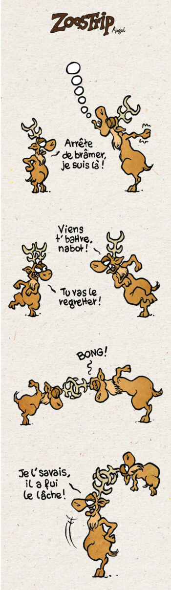 Zoostrip_revue salamandre 289 cerf