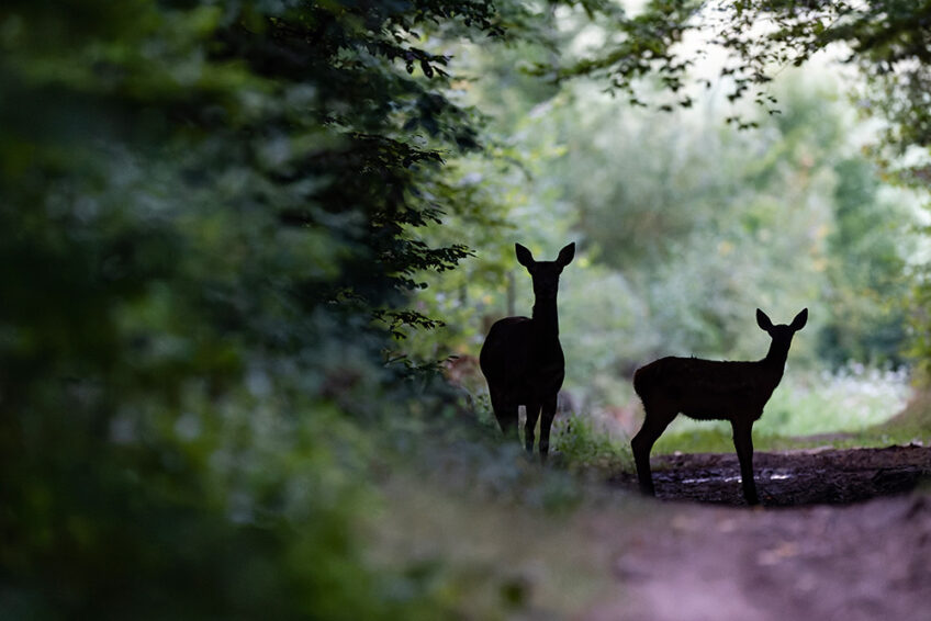 biche entre chiens et loups cerf elaphe revue salamandre 289