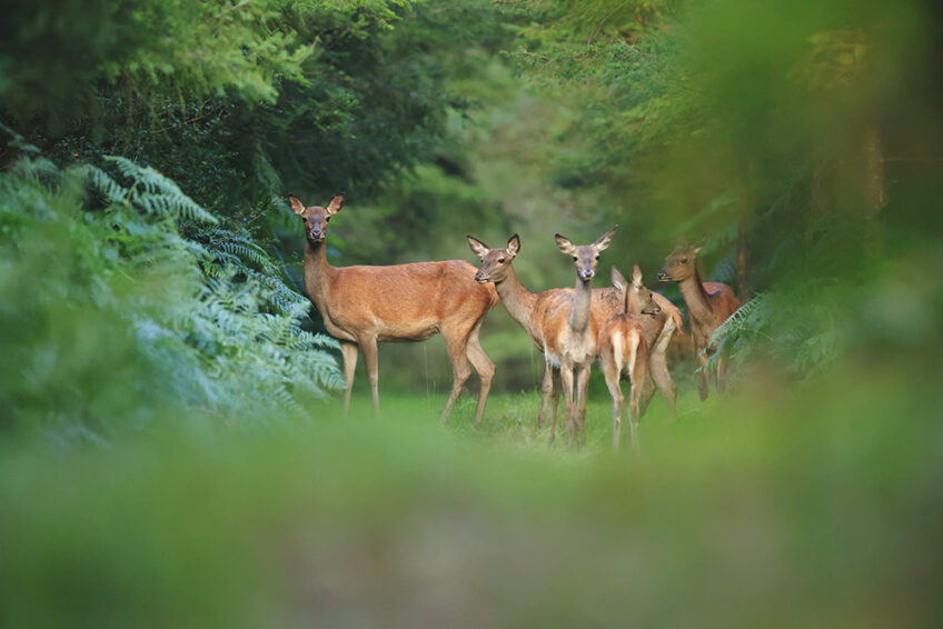 biches dossier cerf revue salamandre 289 entre chiens et loups