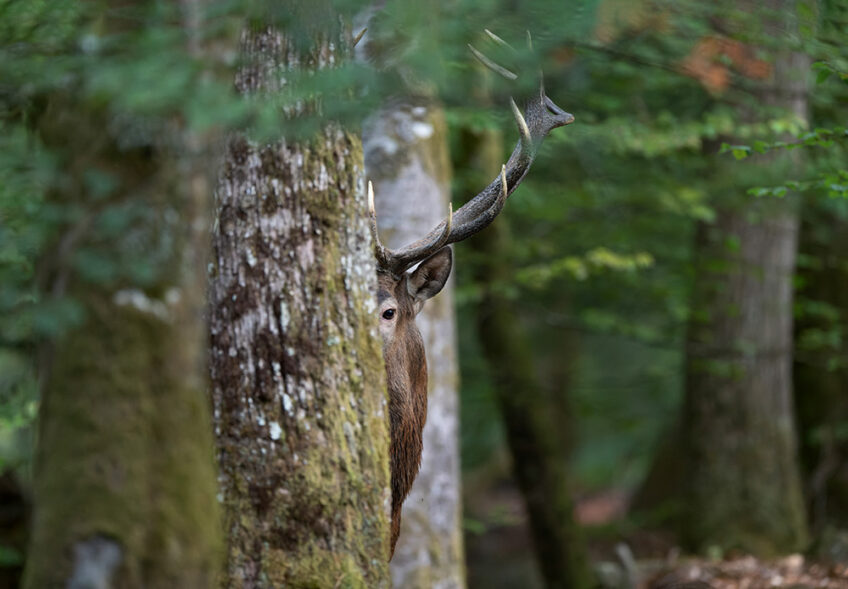 entre chiens et loups cerf revue salamandre 289